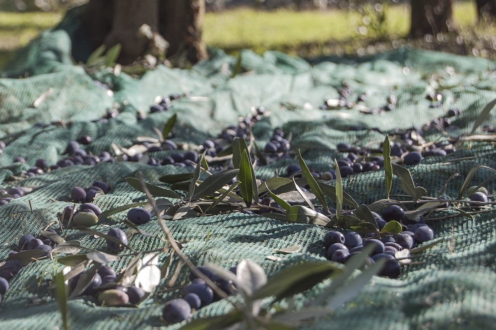 History of olive oil