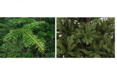 Echter oder falscher Weihnachtsbaum