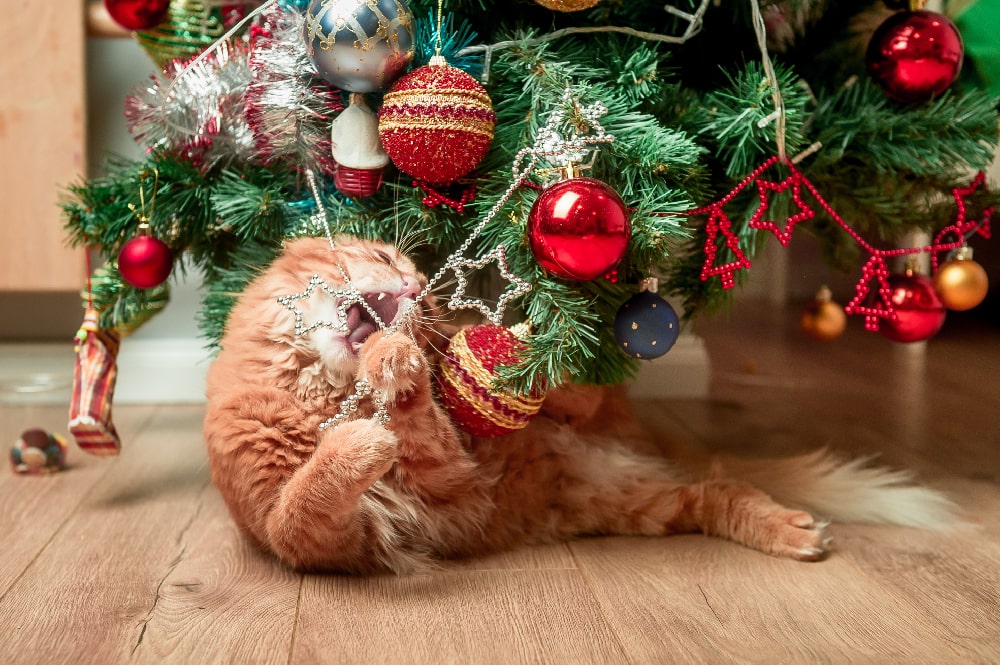 Katze und Weihnachtsbaum: Praktische Tipps