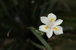 Aceite de nardo de Jerusalén