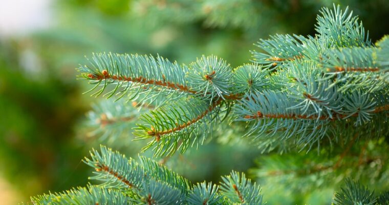 Parfums pour sapin de Noël : une perle pour les festivités