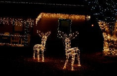 addobbi natalizi giardino