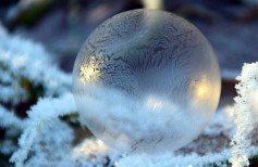 Alberi di natale innevati