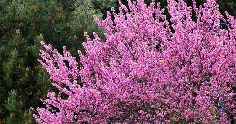 Cercis Siliquastrum o Albero di Giuda: dove l’apostolo scelse di morire