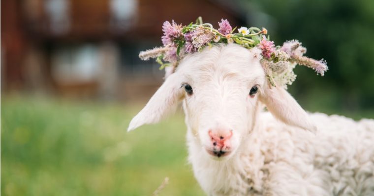 Gli animali simboli della Pasqua cristiana