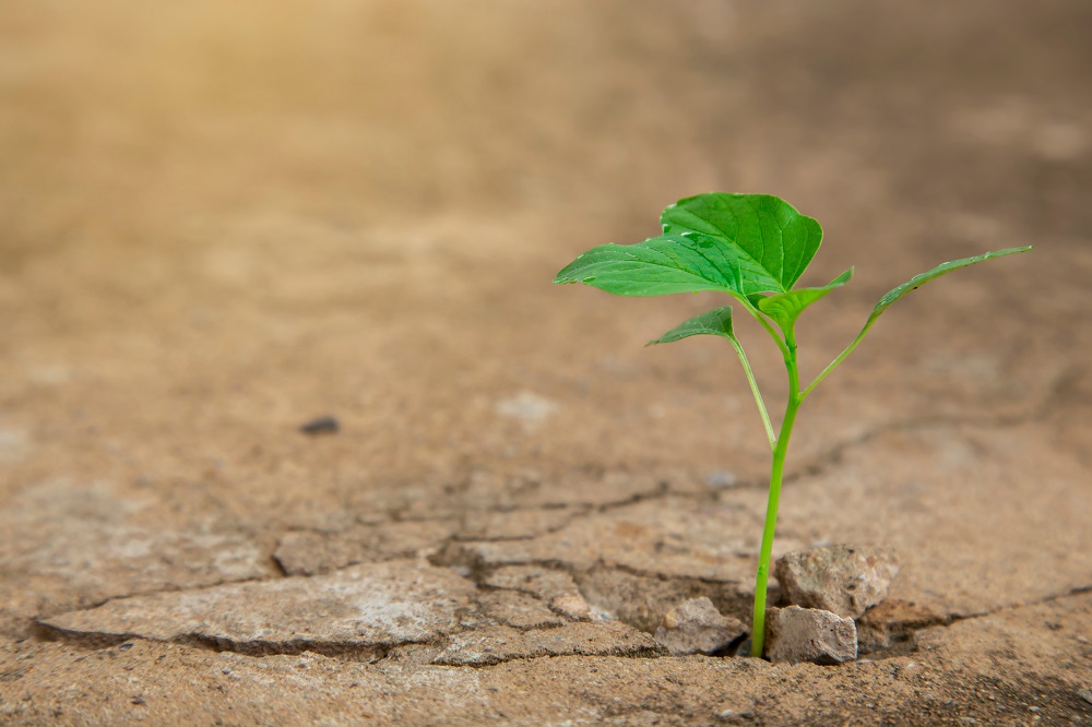 I miracoli di Gesù nei quattro Vangeli