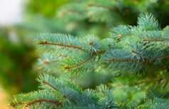 Profumatori per l'albero di Natale: una chicca durante le festività profumatore per albero di natale