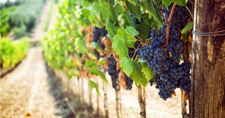 Sant’Urbano, il patrono dei vignaioli