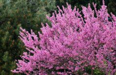 Cercis Siliquastrum ou árvore de Judas