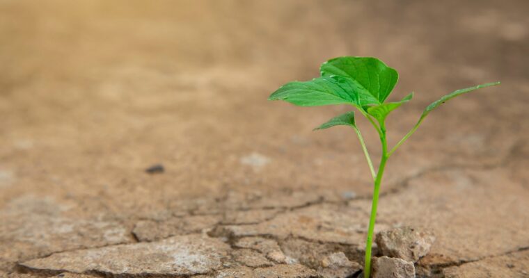 Os milagres de Jesus nos quatro Evangelhos