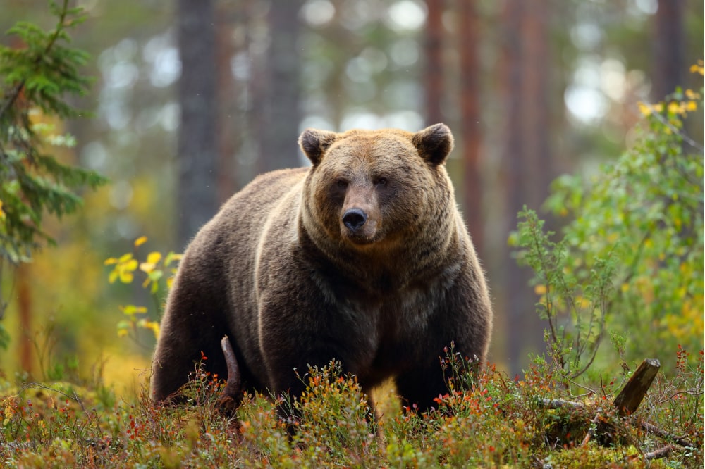 São Corbiniano, o santo que viajou com um urso até Roma